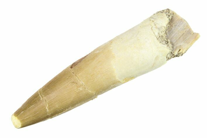 Fossil Plesiosaur (Zarafasaura) Tooth - Morocco #297884